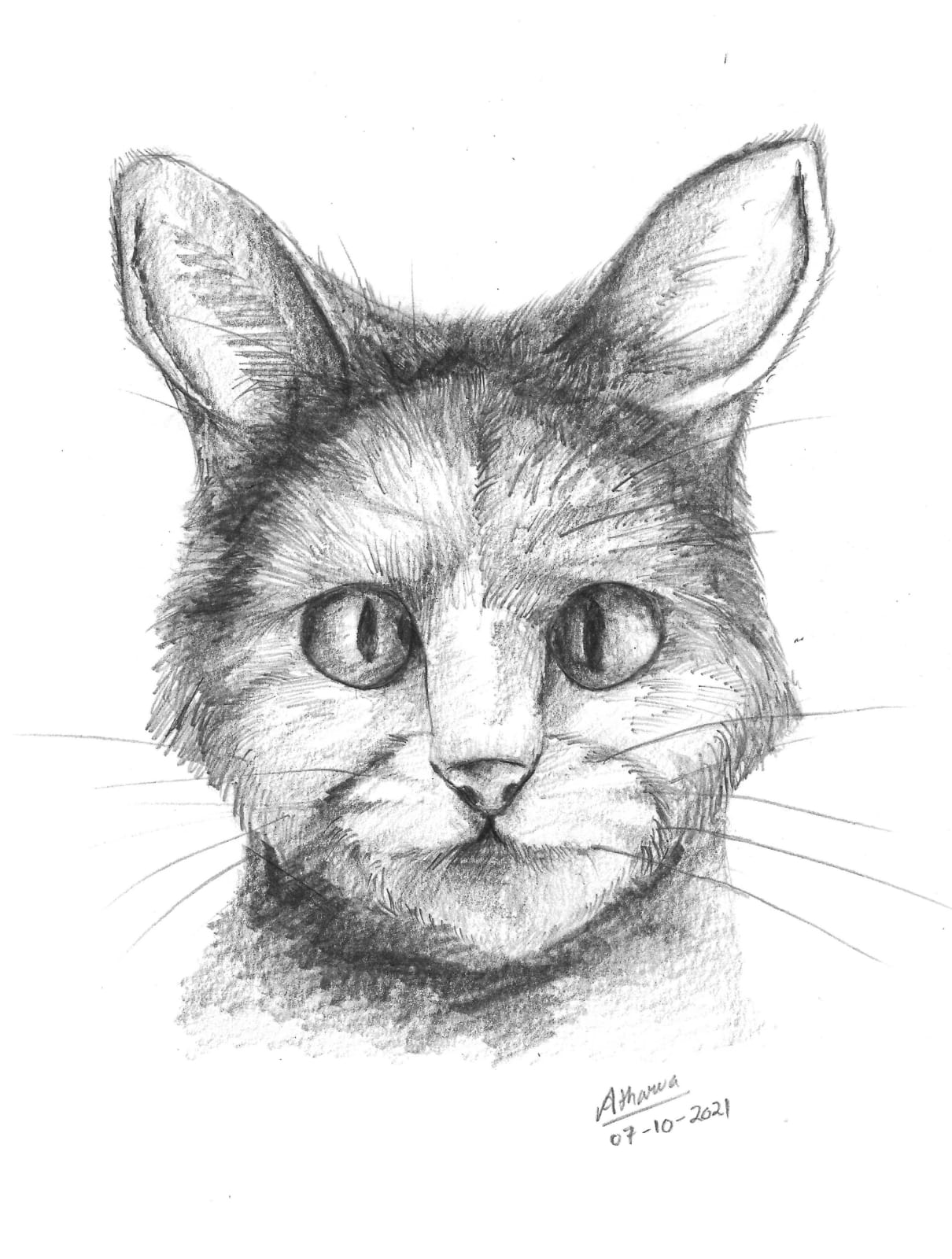 Cat Sketch