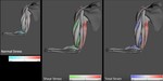 Real-time Simulation of Human Musculature