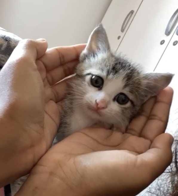 cat