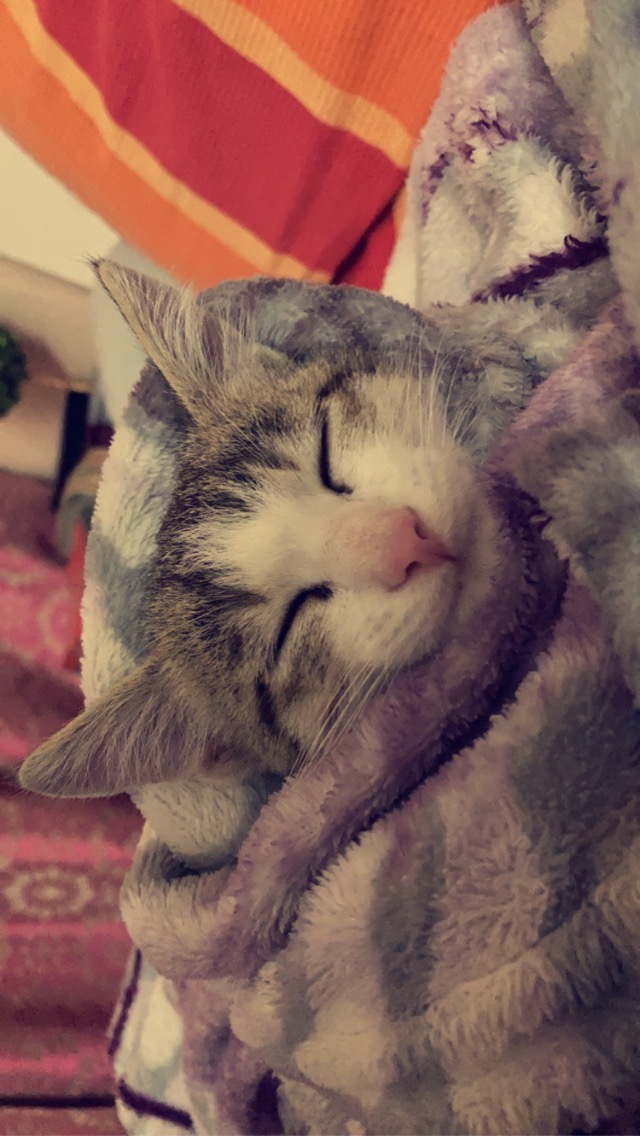 cat
