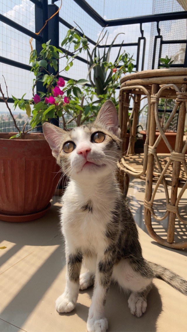 cat