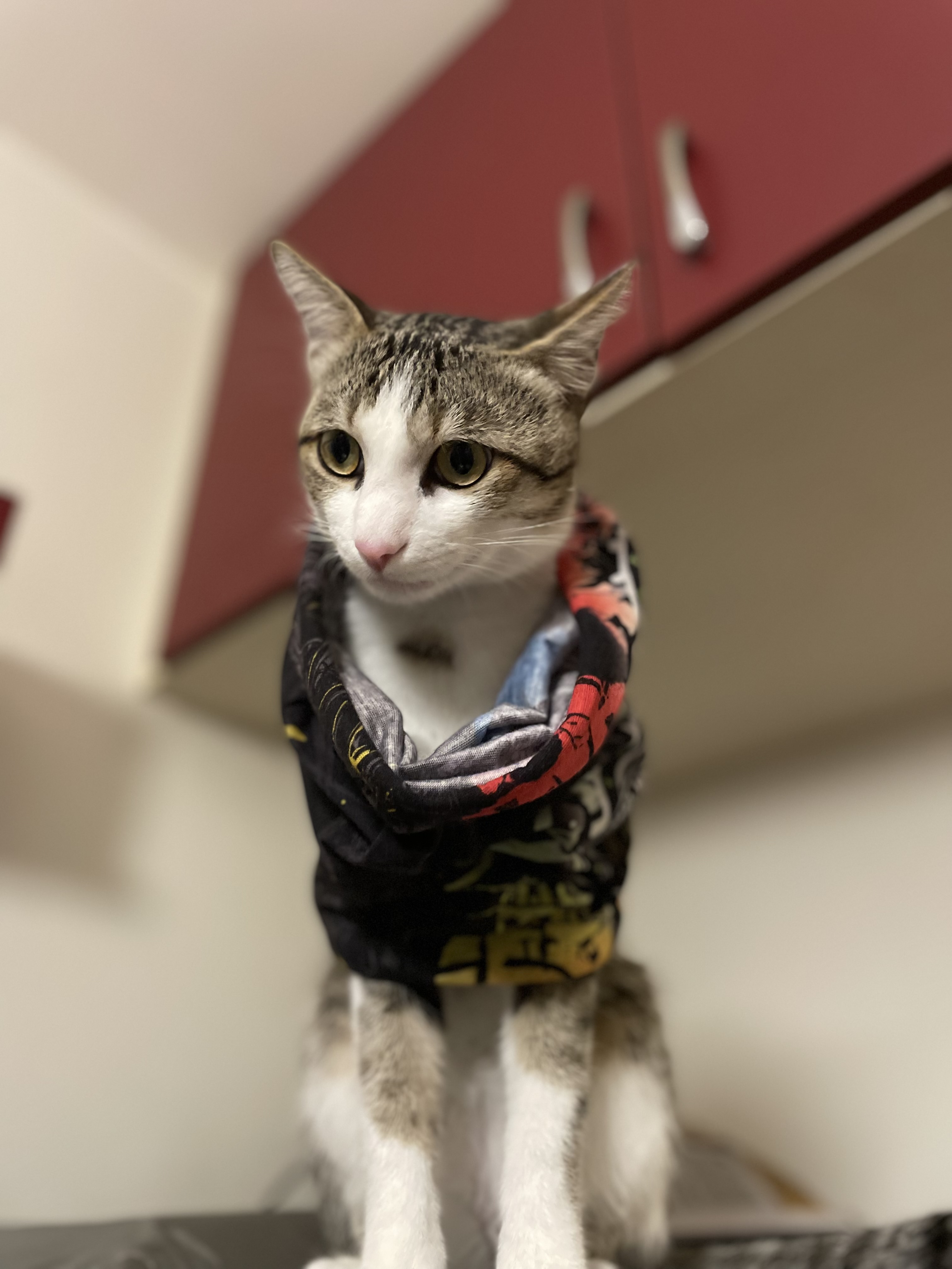 cat
