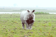 Kaziranga